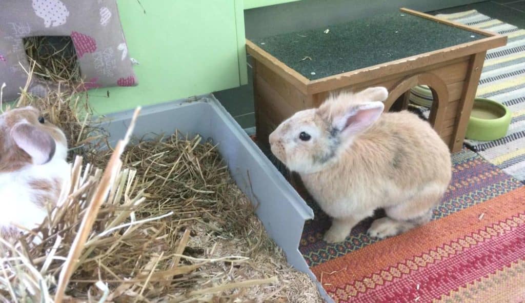 Journée de communication animale avec les lapins