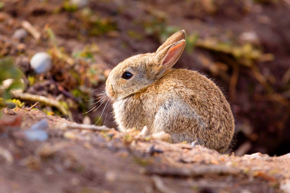 cours confirmé formation communication animale