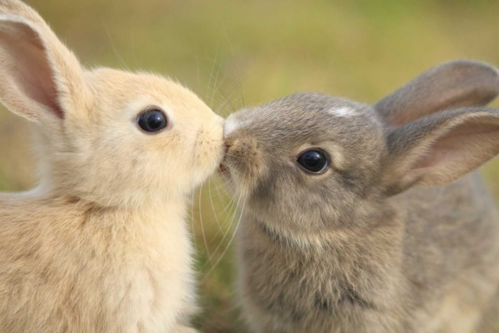 pratique refuge lapin