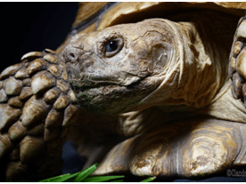 tortue
