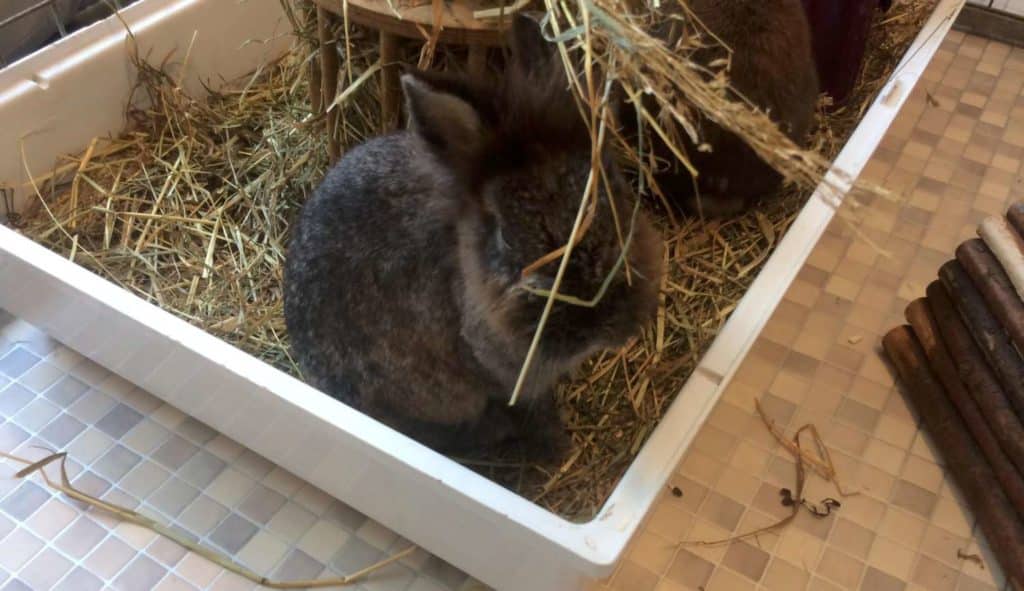 Journée de communication animale avec les lapins